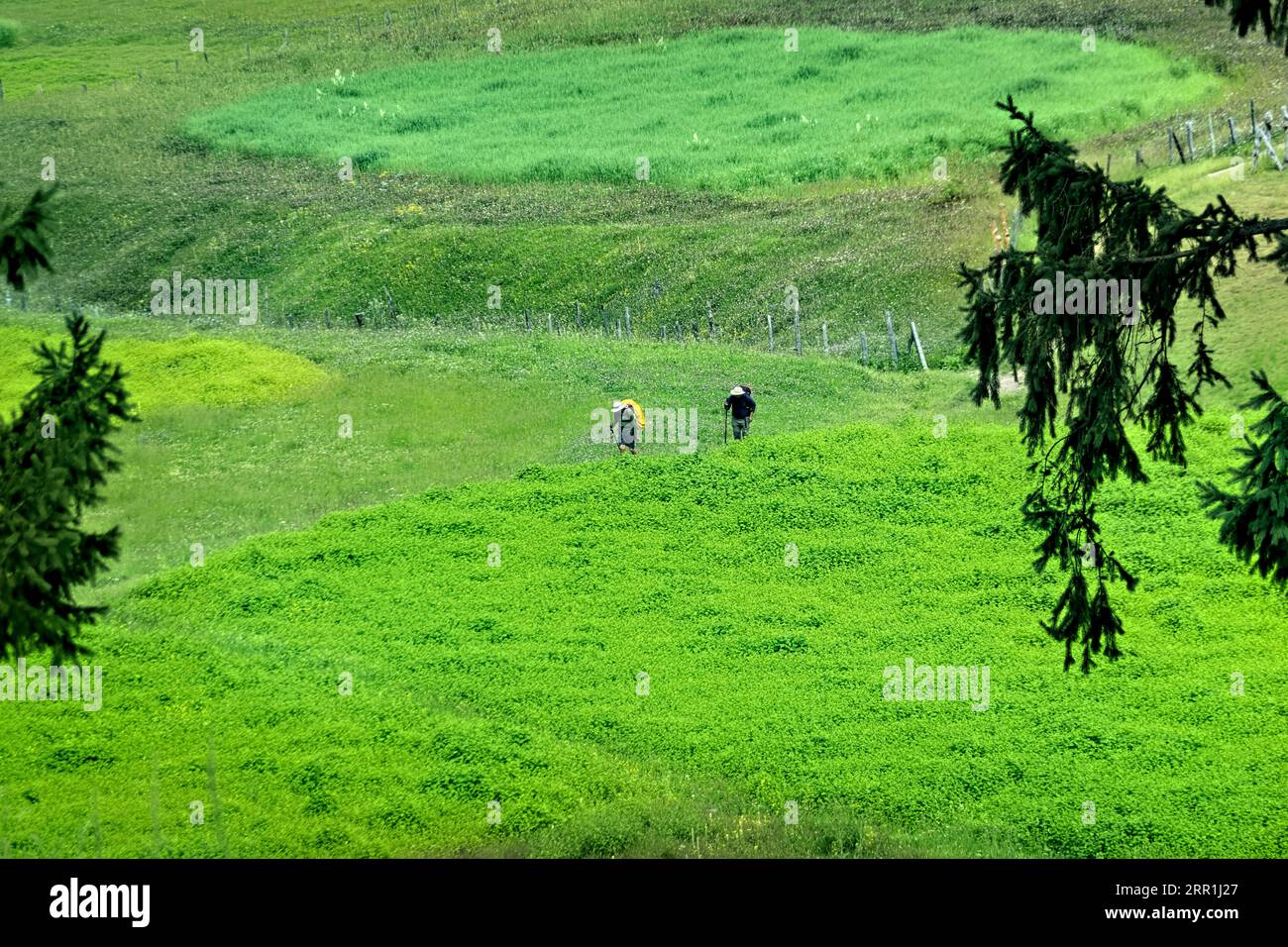 Trekking through the beautiful verdant Warwan Valley, Kashmir, India Stock Photo