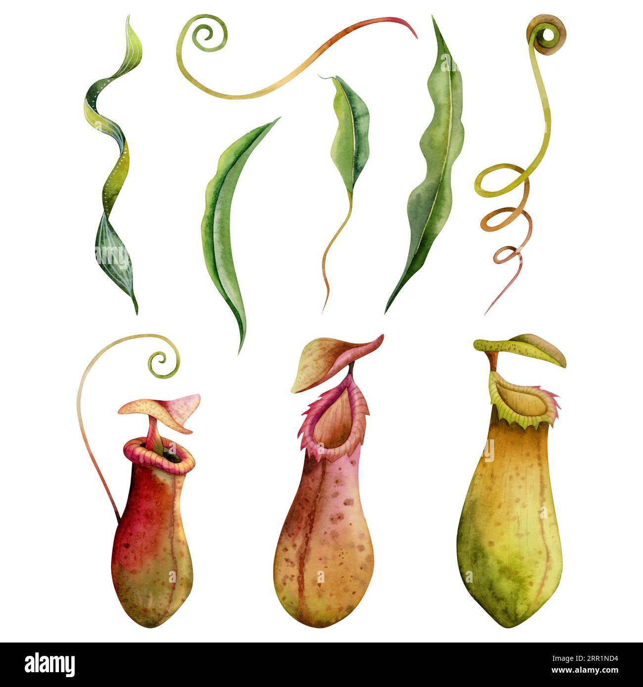 Watercolor nepenthes carnivorous plants illustration set isolated on ...