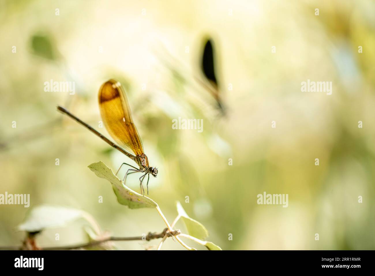 Selective focus of wild dragon-fly with yellow wings sitting on leaf in countryside in summer Stock Photo