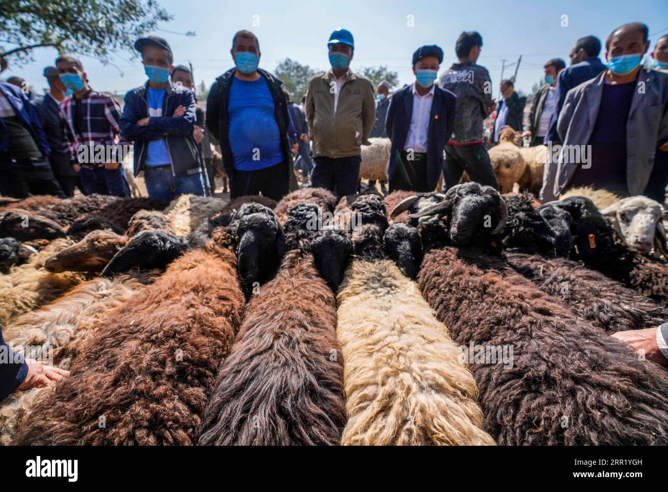 200926 -- SHUFU, Sept. 26, 2020 -- Villagers purchase sheep at a bazaar in a town of Shufu County, northwest China s Xinjiang Uygur Autonomous Region, Sept. 21, 2020. A cattle and sheep bazaar is held at the town in Shufu.  CHINA-XINJIANG-SHUFU-CATTLE-SHEEP-BAZAAR CN ZhaoxGe PUBLICATIONxNOTxINxCHN Stock Photo