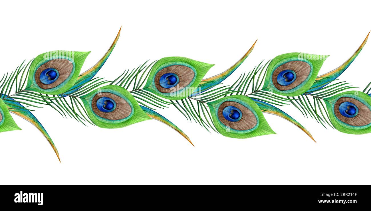 Peacock feathers horizontal seamless border watercolor illustration. Hand  drawn tropical exotic bird feather Stock Photo - Alamy