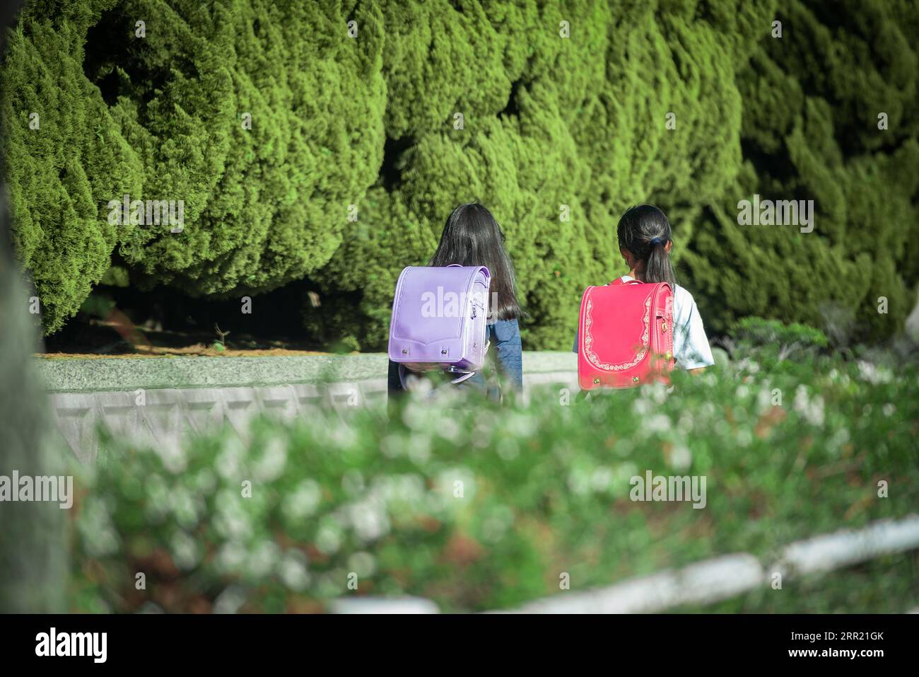 Japanese elementary students walking to or from school wearing school bags. Stock Photo