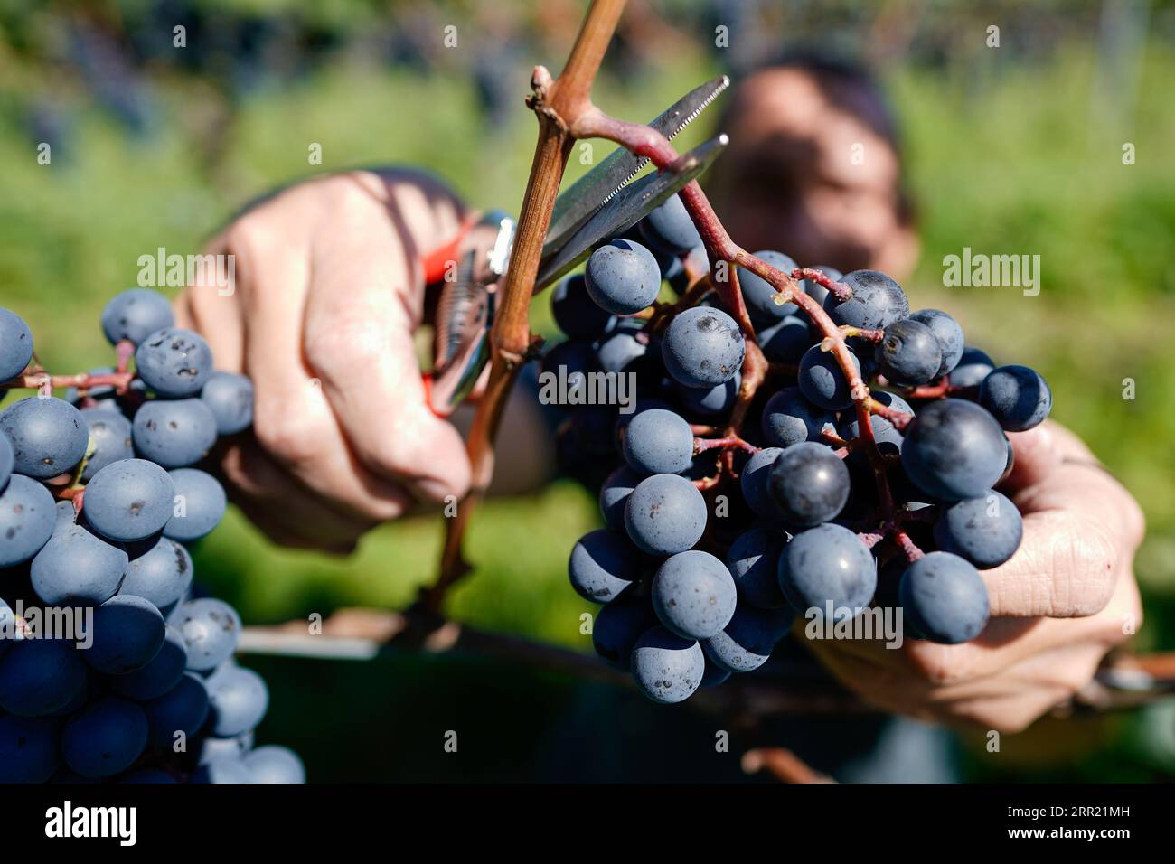 Wachenheim, Germany. 06th Sep, 2023. Theo Baßler, cellar master of Weinland Wachtenburg eG, cuts grapes of the Dornfelder variety from a vine in a vineyard. Müller-Thurgau, Dornfelder and Portugieser are already being harvested, while the grapes of Riesling and the White Burgundies are still hanging. In most of the wine-growing regions, harvesting will start in the next few days. Credit: Uwe Anspach/dpa/Alamy Live News Stock Photo