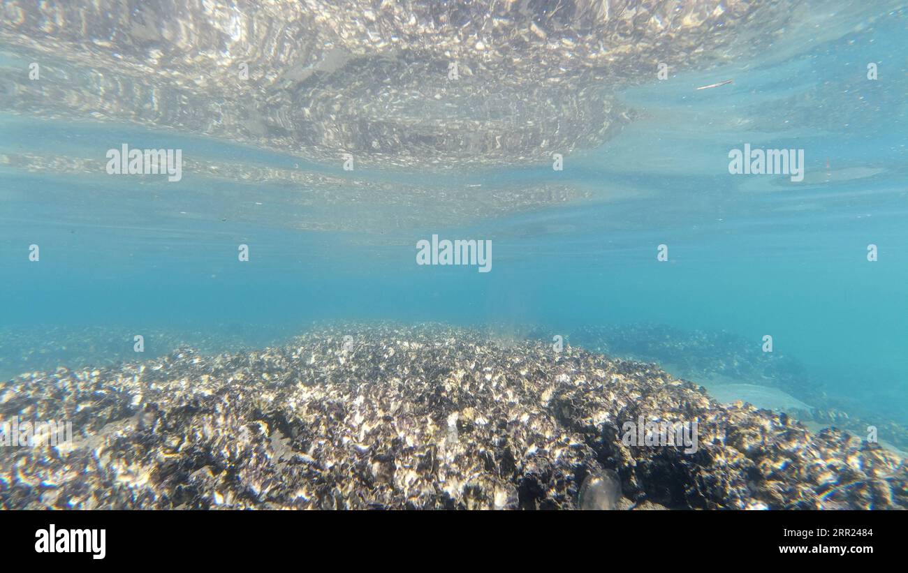 201001 -- AUSTRALIA, Oct. 1, 2020 -- File photo taken on Dec. 12, 2019 shows a shellfish reef in Australia. A program to install giant artificial reefs along Australia s coastline aims not just to bring underwater ecosystems back to life, but help coastal communities cope with COVID-19 as well. Officially announced on Thursday, the ambitious Reef Builder program involves creating 11 artificial shellfish reefs, each roughly the area of a football stadium, in various locations from southeast Queensland around Australia s southern coastline to Perth in Western Australia. /Handout via Xinhua AUSTR Stock Photo