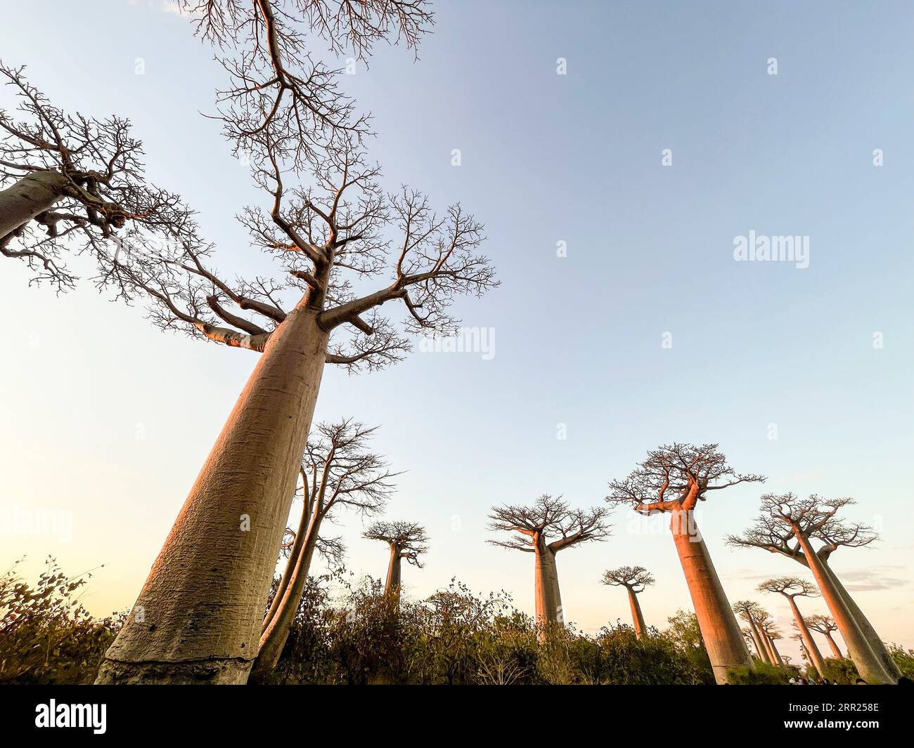 madagascar avenue of the baobabs