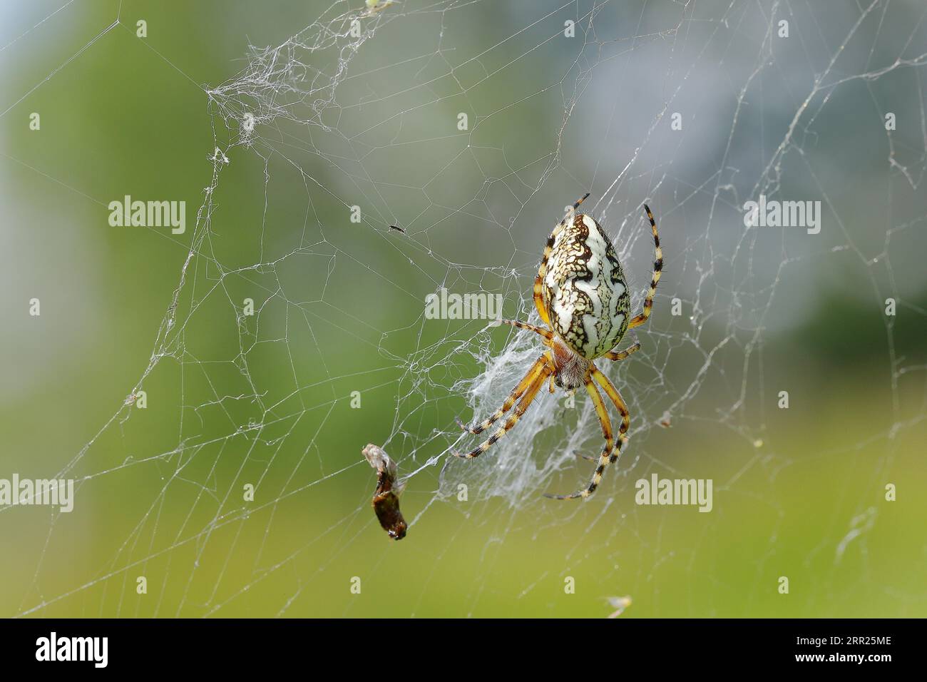 Oak leaf spider, also known as oak spider (Aculepeira ceropegia), with prey in web, Westerwald, Rhineland-Palatinate, Germany Stock Photo