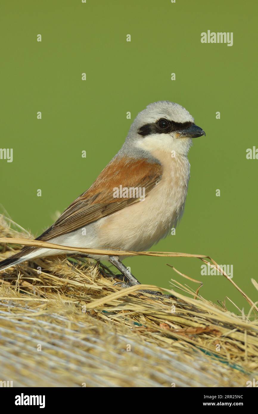 Red-backed Shrike (Lanius collurio), maleon a bale of straw, North Rhine-Westphalia, Germany Stock Photo