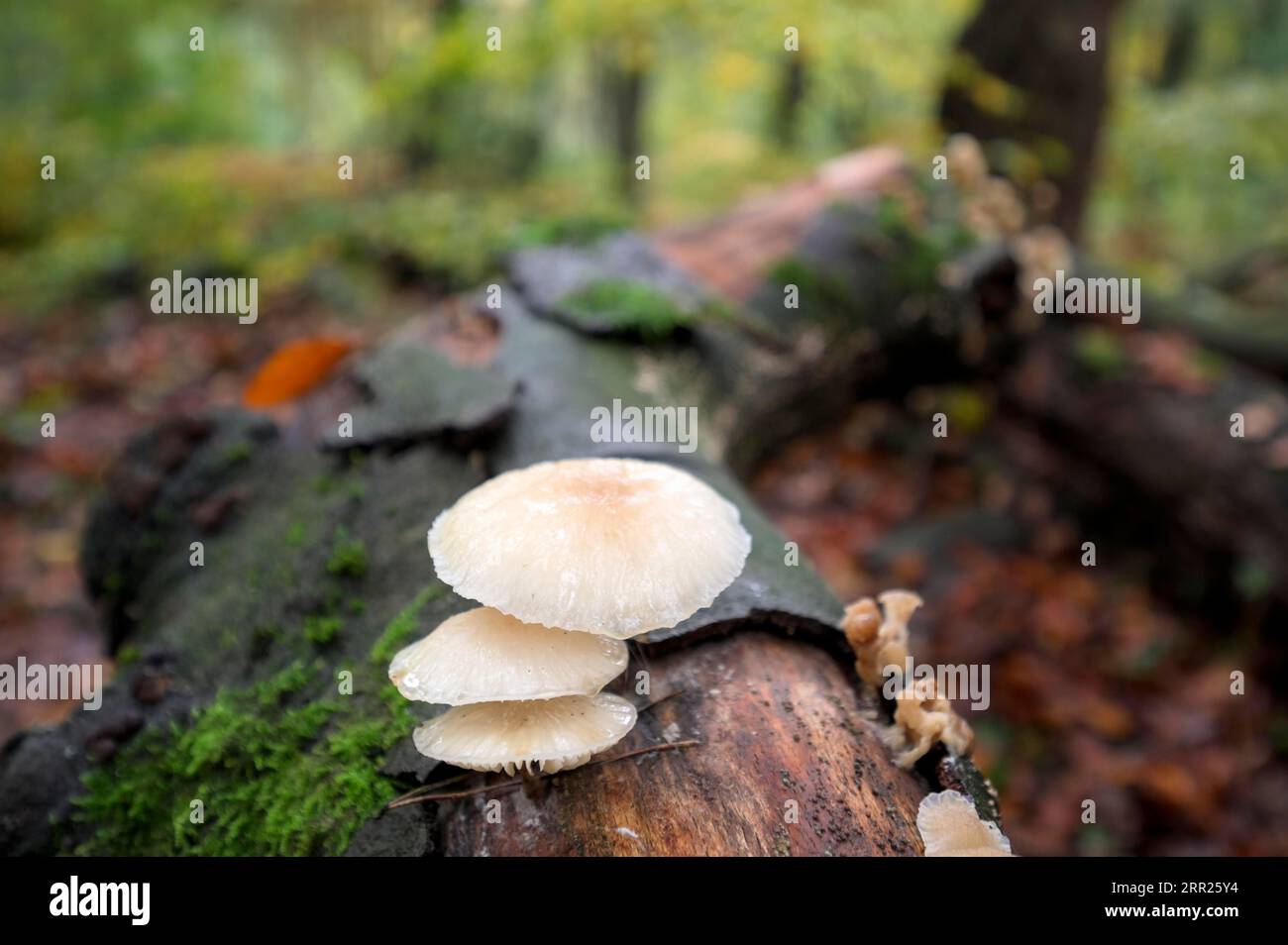 Beech slimy rhubarb, porcelain fungus (Mucidula mucida), group of fungi on a beech trunk, Bottrop, Ruhr area, North Rhine-Westphalia, Germany Stock Photo
