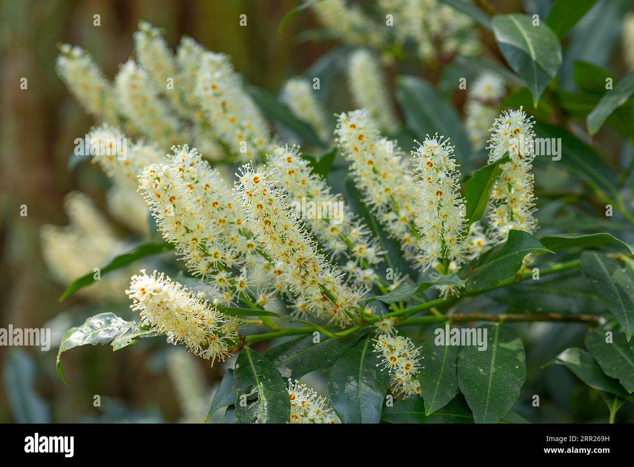 Flowering cherry laurel (Prunus laurocerasus), Bavaria, Germany Stock