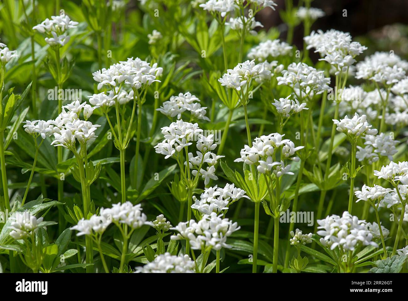 Flowering woodruff (Galium odoratum), BadenWuerttemberg, Germany Stock