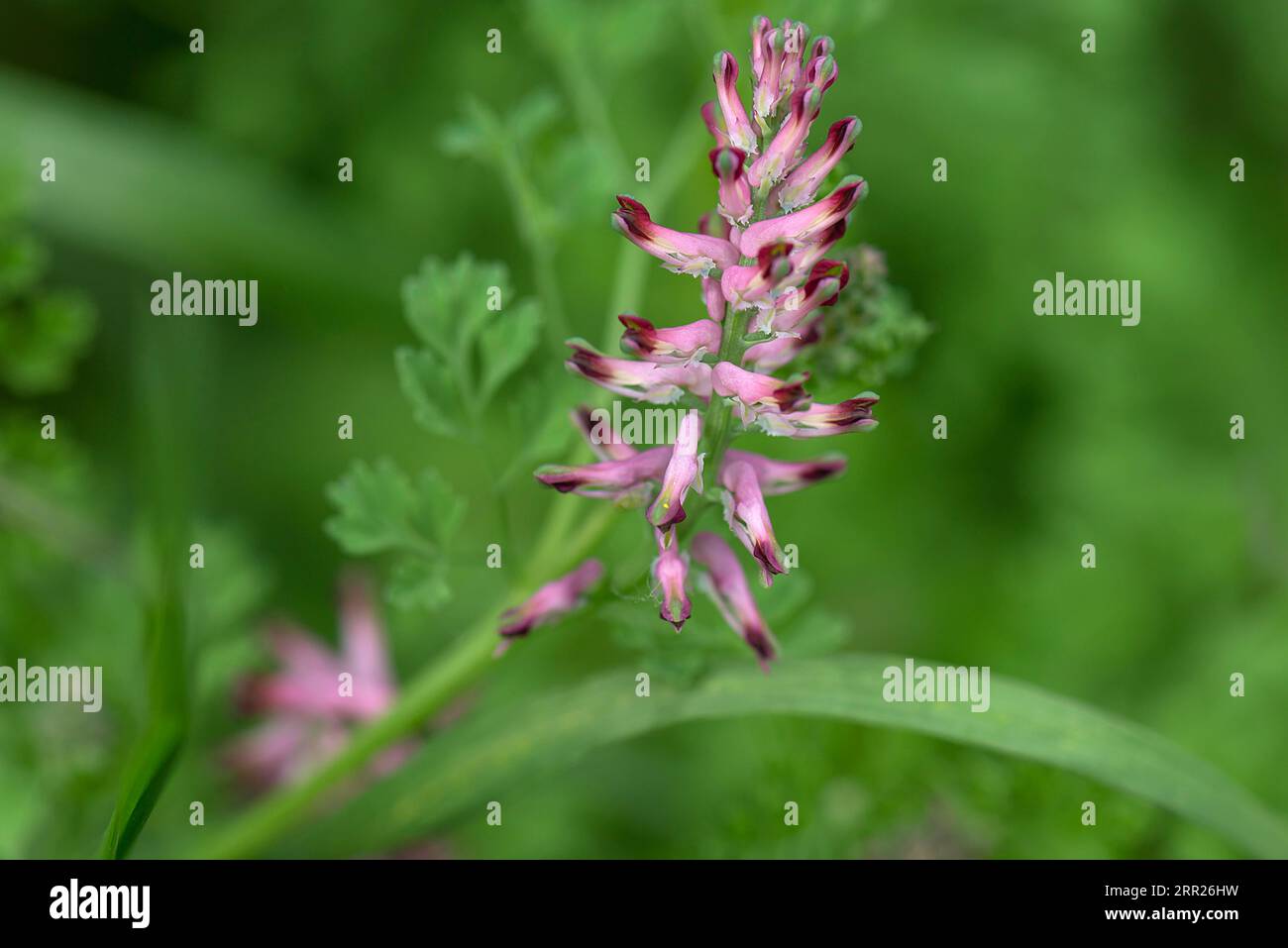 Flower of common fumitory (Fumaria officinalis), Bavaria, Germany Stock Photo