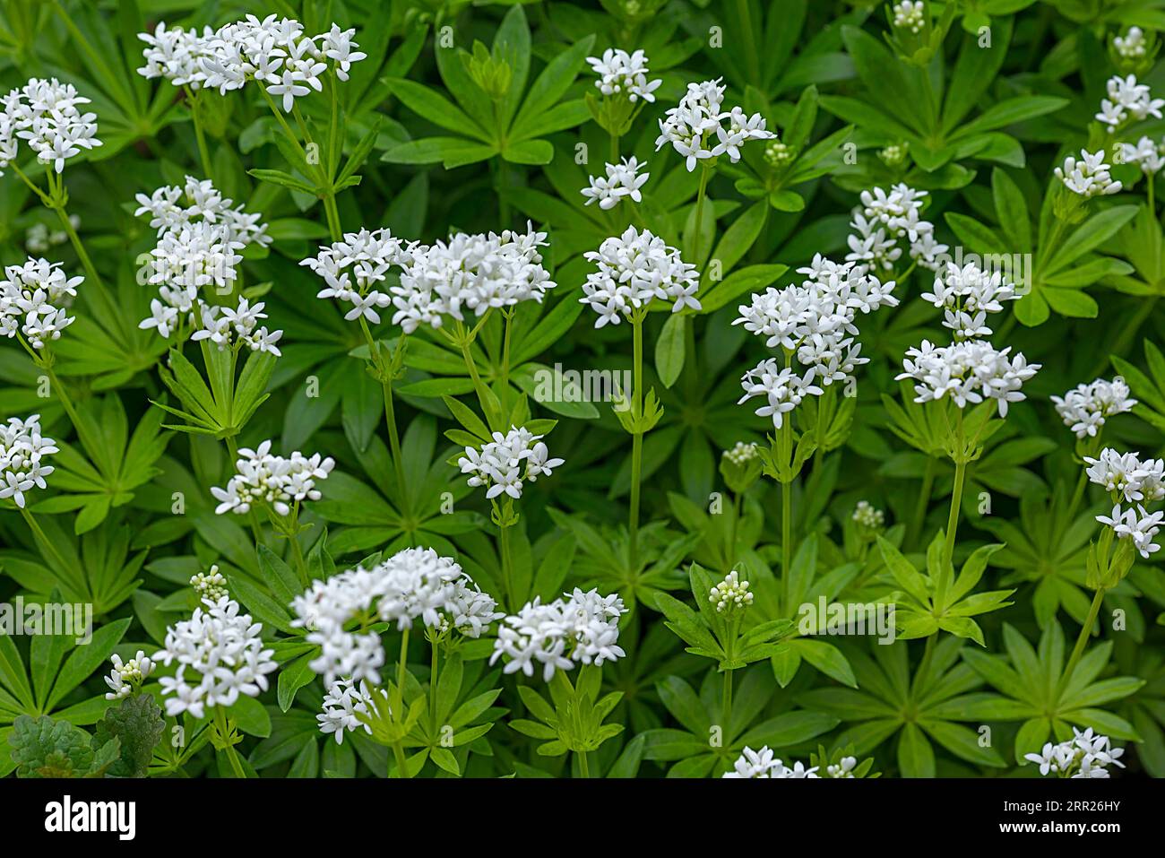 Flowering woodruff (Galium odoratum), Baden-Wuerttemberg, Germany Stock Photo