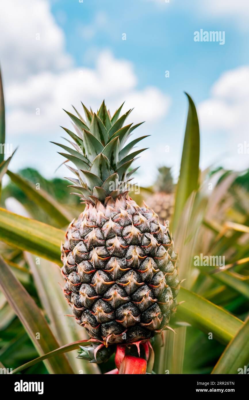 View of a beautiful tropical pineapple in a plantation with sky in the