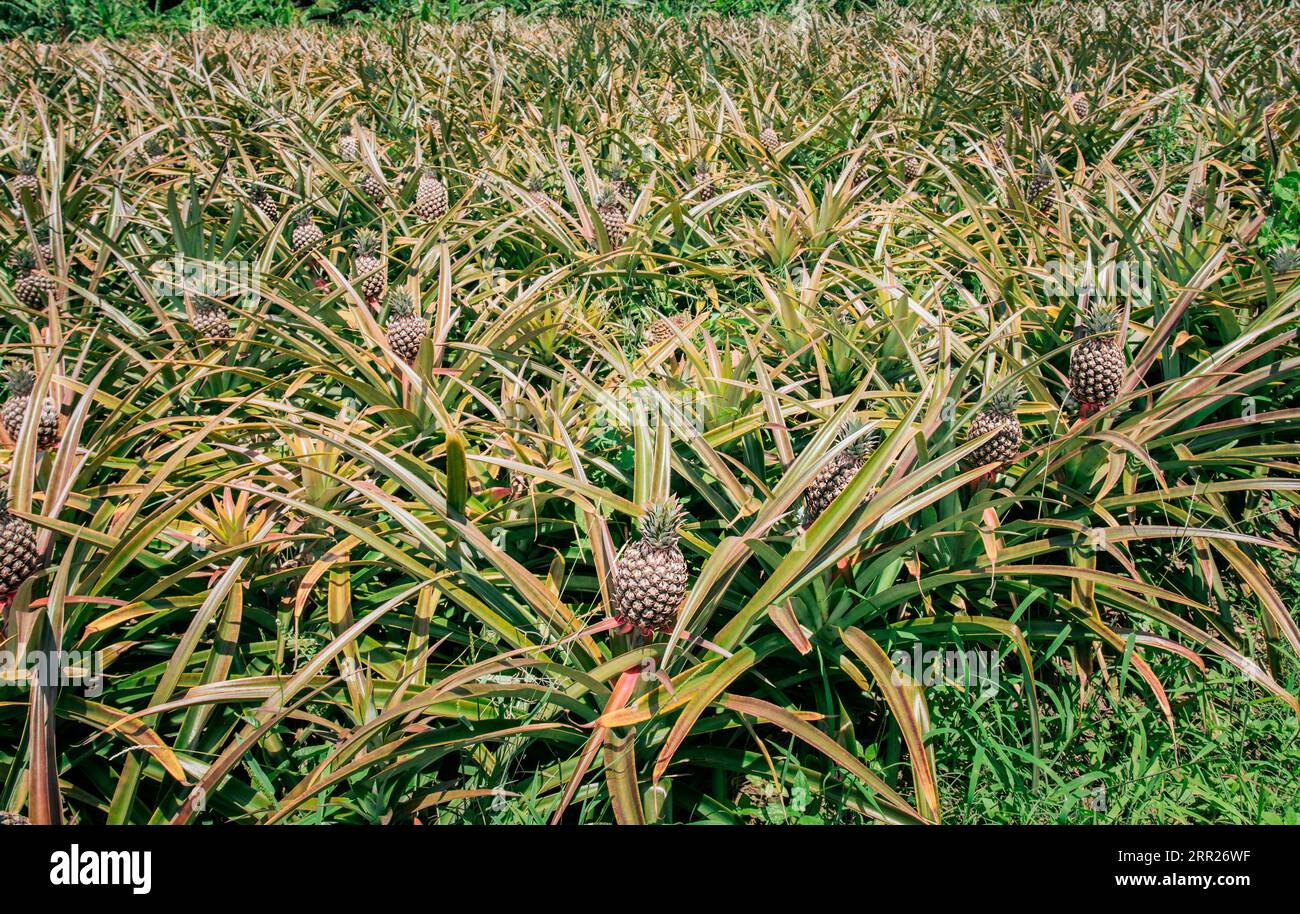 View Of A Beautiful Growing Pineapple Plantation In Gardeen Harvest Of Pineapple Fruits With