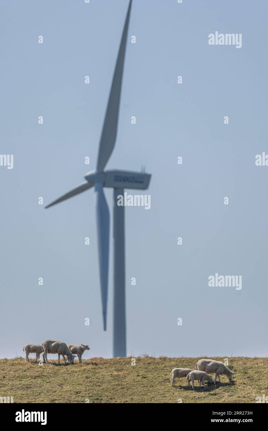 Sheep standing on a dike by the sea in front of a wind turbine for wind energy, Breskens, Sluis, Zeeuws Vlaanderen, Zeeland, Netherlands Stock Photo