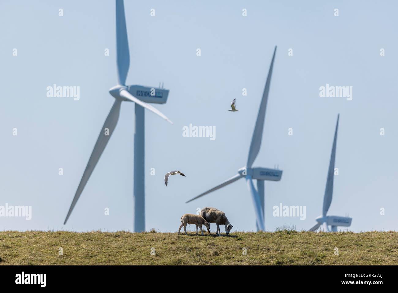 2 sheep, lamb and mother standing on a dike by the sea in front of wind