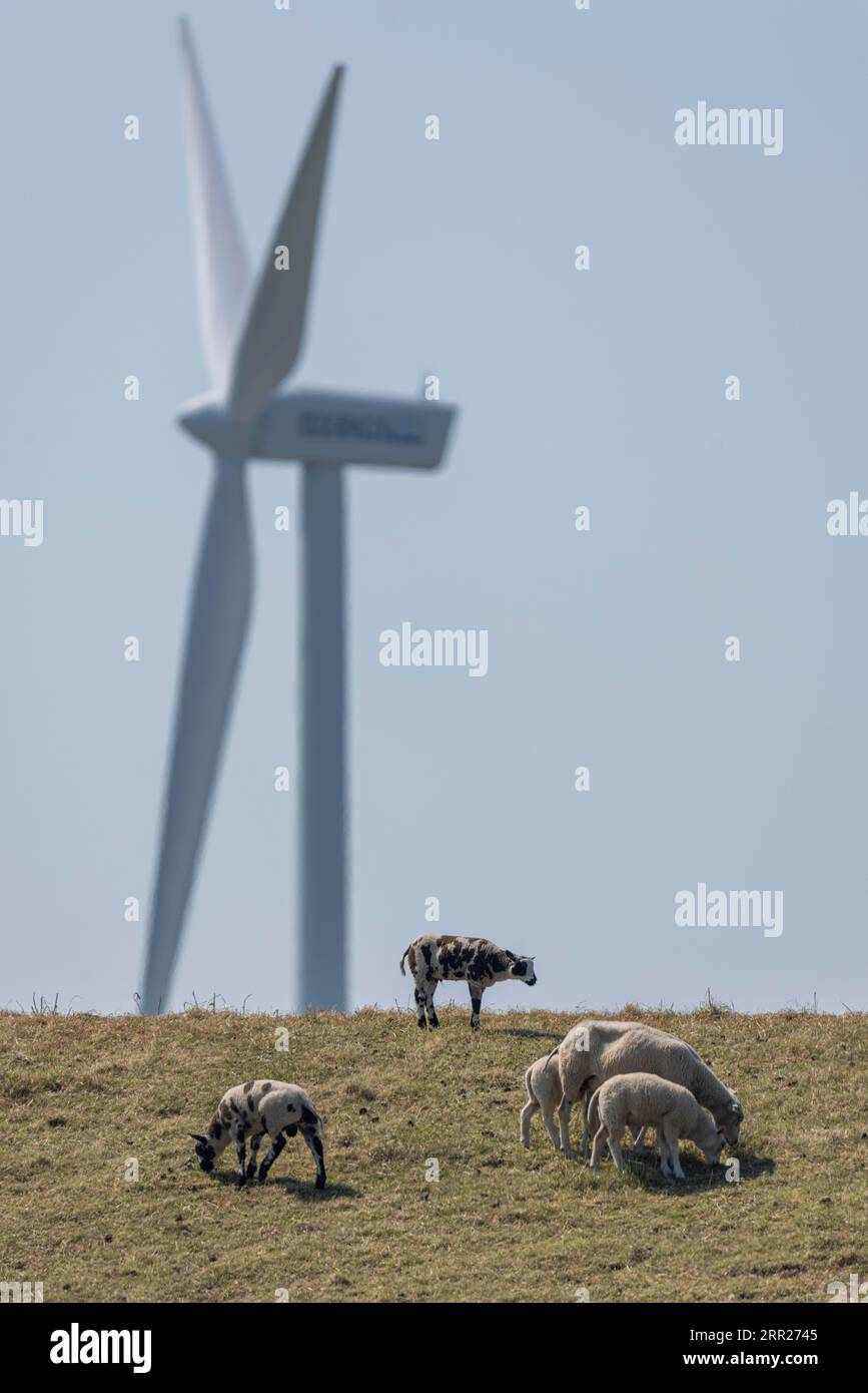 Sheep standing on a dike by the sea in front of a wind turbine for wind energy, Breskens, Sluis, Zeeuws Vlaanderen, Zeeland, Netherlands Stock Photo