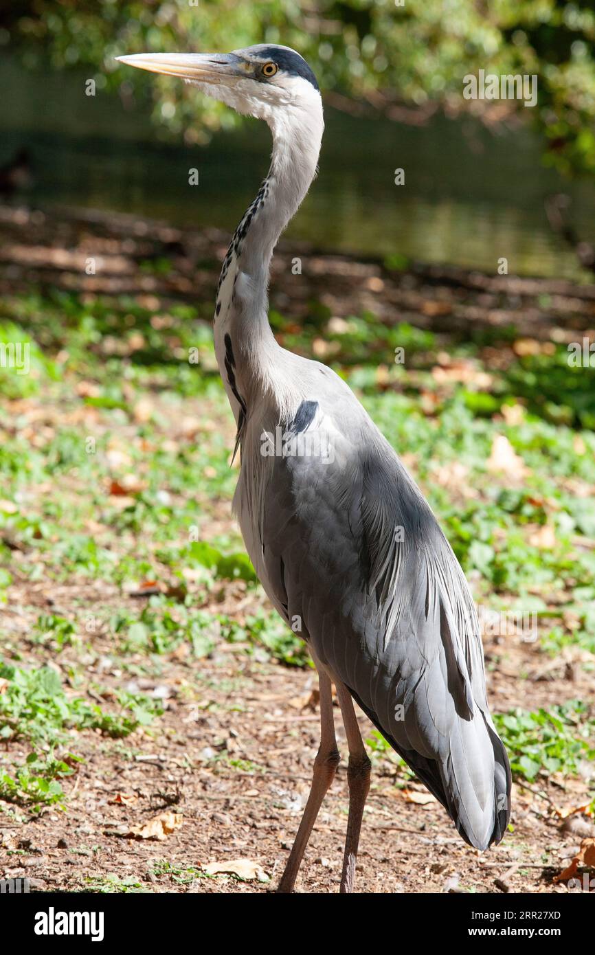 A grey heron in St James's Park. Due to the large volume of tourists passing through the park, and often feeding the birds despite notices askng them Stock Photo