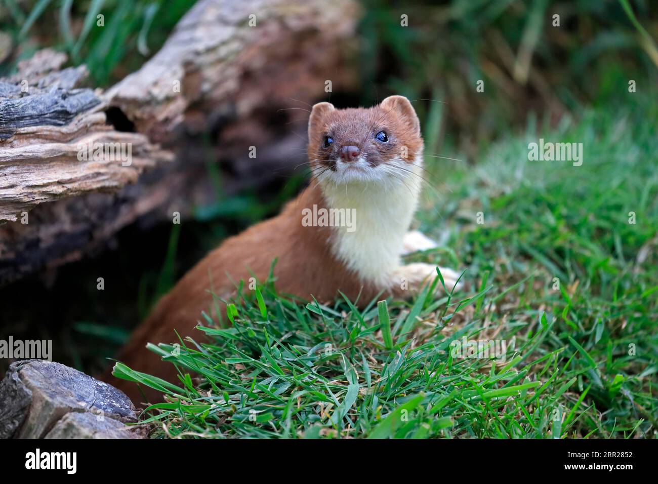 Ermine (Mustela erminea), Greater Weasel, stoat, adult, alert, Surrey, England, Great Britain Stock Photo