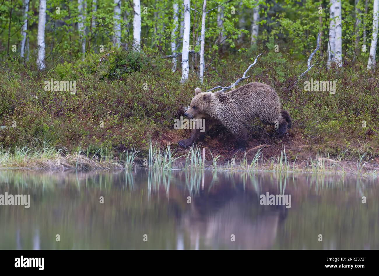 European Brown bear (Ursus arctos) walking along lake in the taiga, Karelien, Finland, Scandinavia Stock Photo