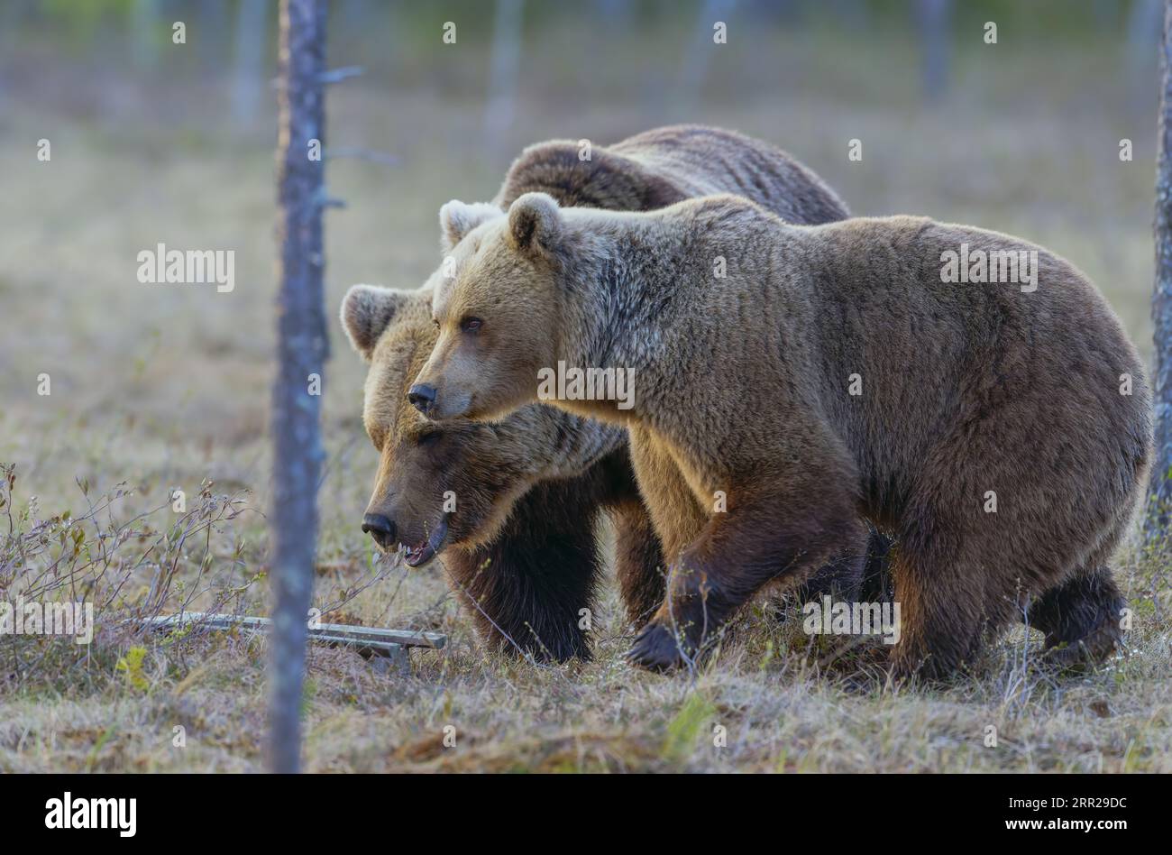 European Brown Bear, Ursus arctos arctos, Finland Stock Photo - Alamy