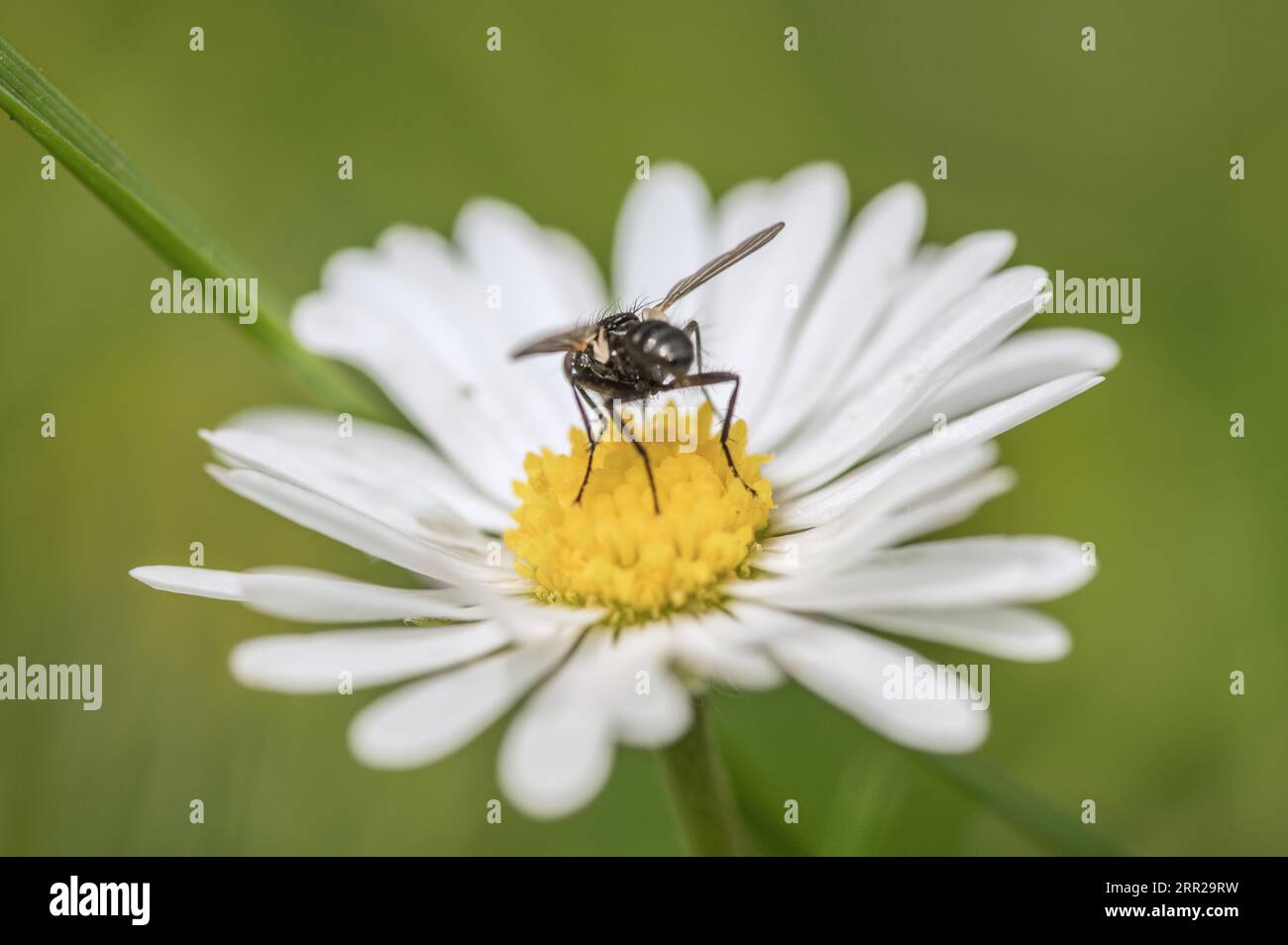 Daisy with a flower fly Stock Photo