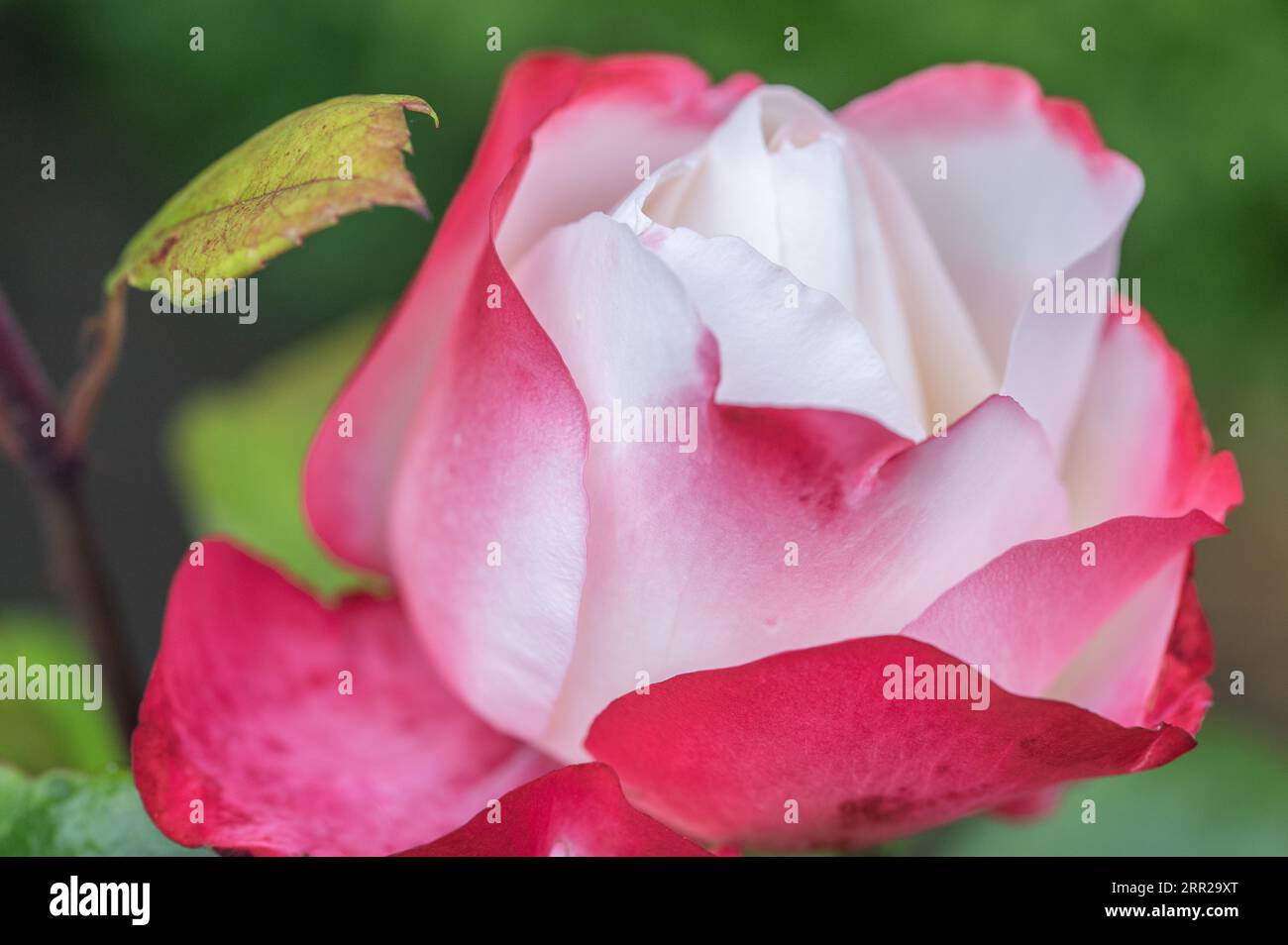 Noble rose Nostalgia in bloom Stock Photo