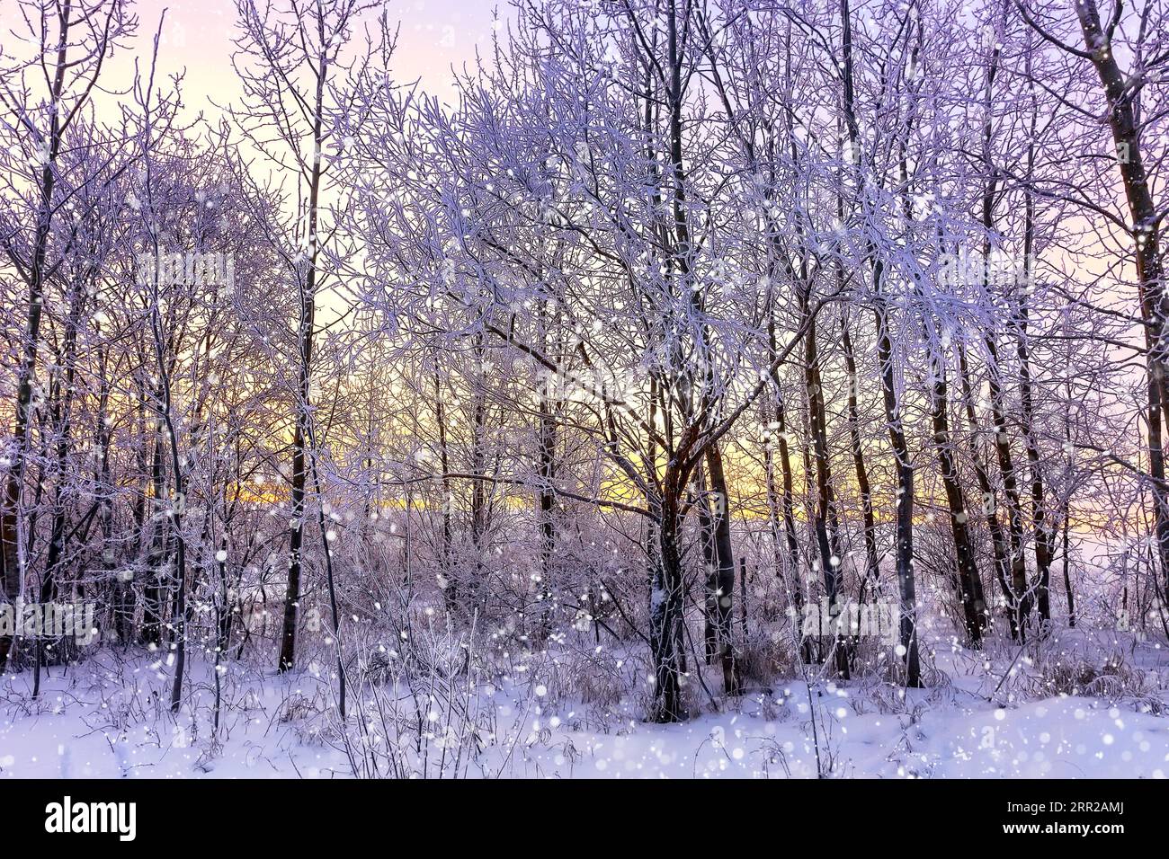 Winter snow magic forest background hi-res stock photography