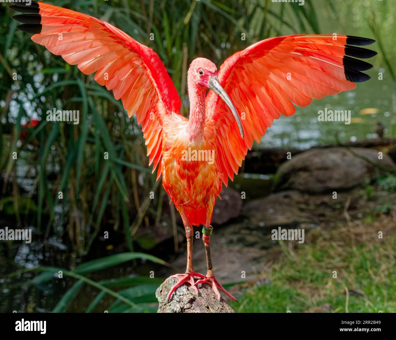 Scarlet ibises (Eudocimus ruber), captive, occurrence northern South ...