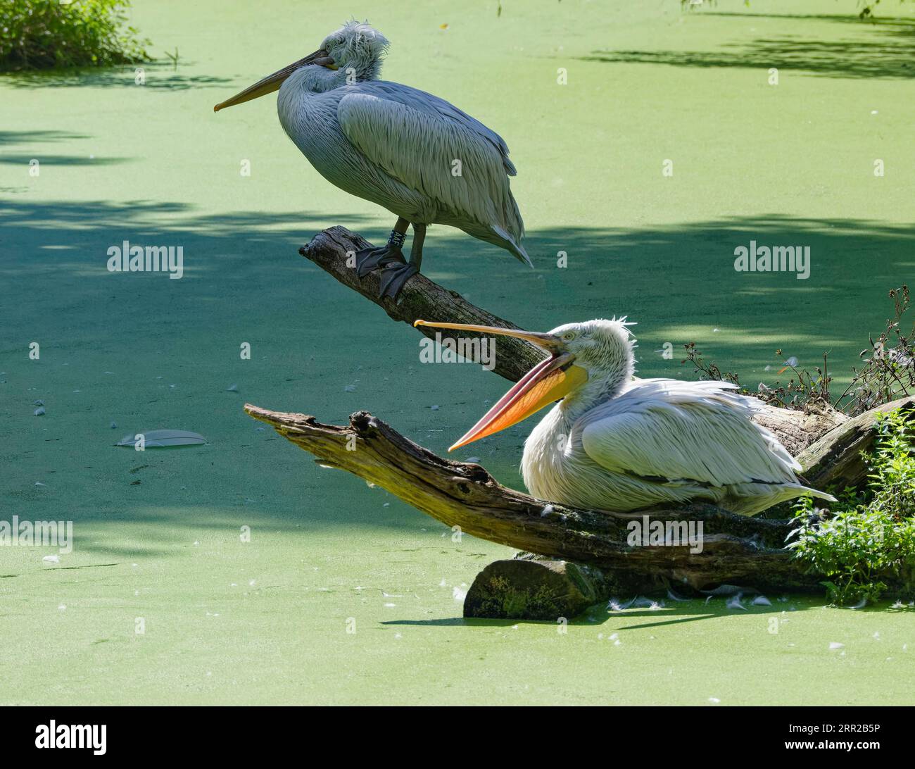 Dalmatian Pelican (Pelecanus crispus), captive, occurrence Southeast Europe, Central Asia Stock Photo