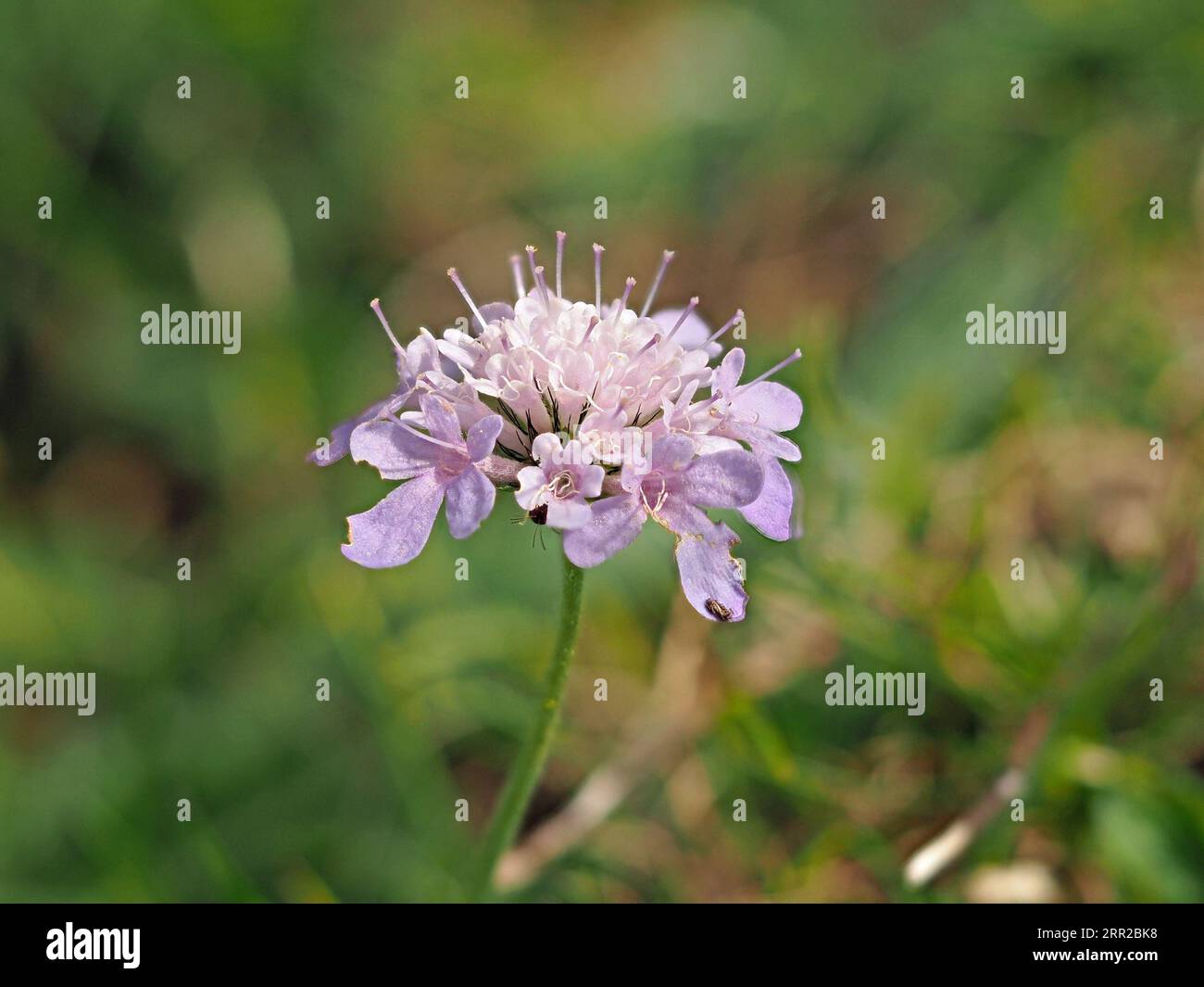 Field Scabious (Knautia arvensis) a pink wildflower, flowering in sunshine in  Cumbria, England, UK Stock Photo