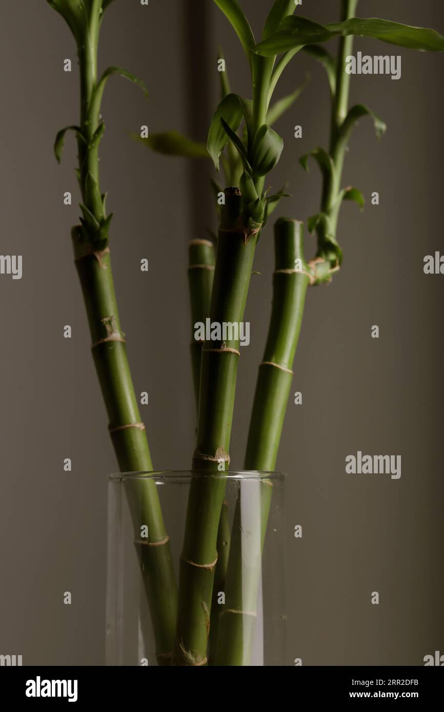 bamboo plant with gray background Stock Photo
