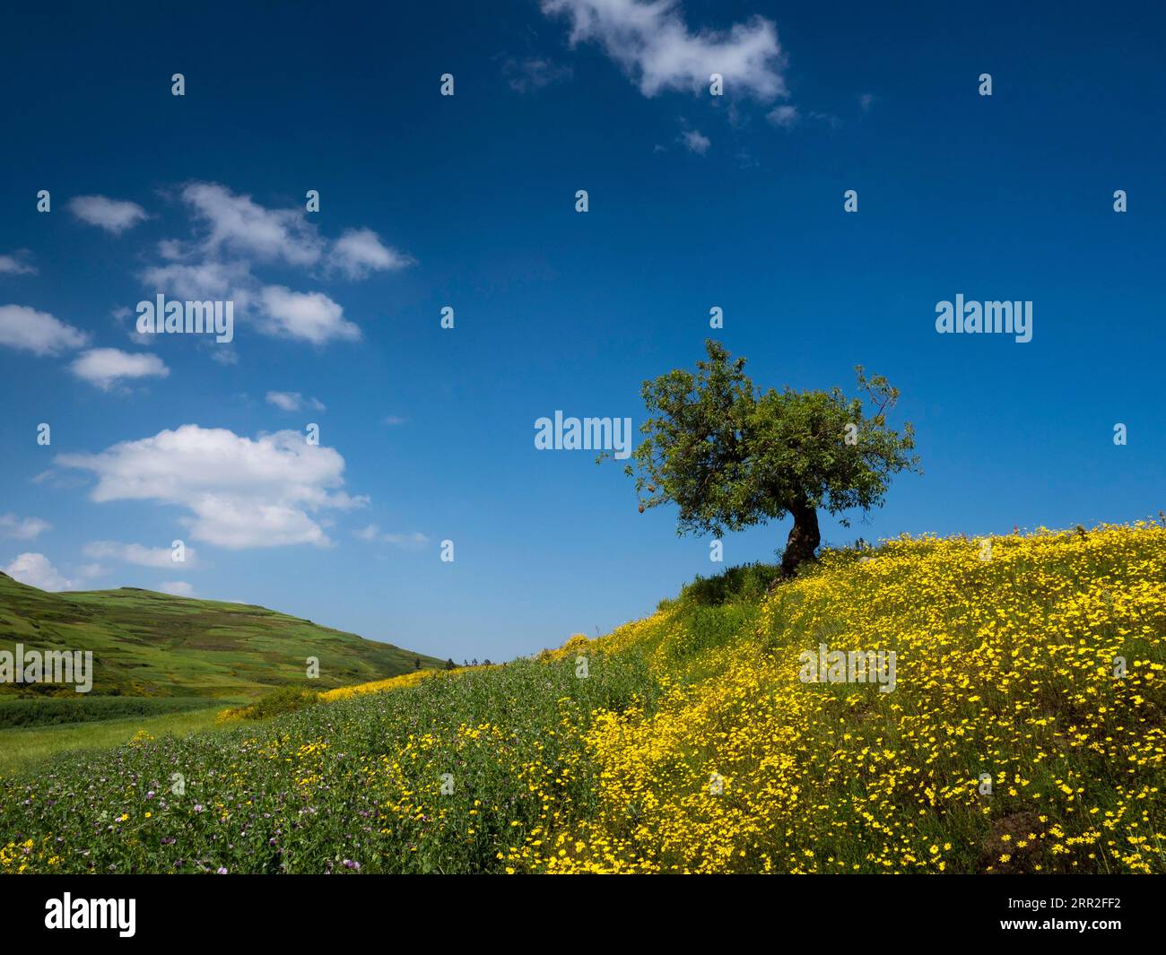 Yellow flower meadow, hilly landscape with tree, Ethiopia Stock Photo