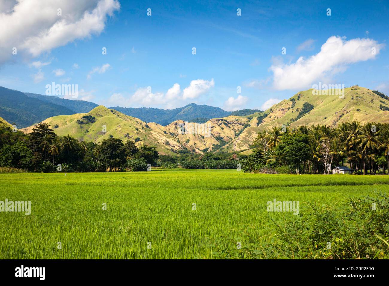 Rice fields and mountains, Flores, Nusa Tenggara Timur, Indonesia Stock Photo