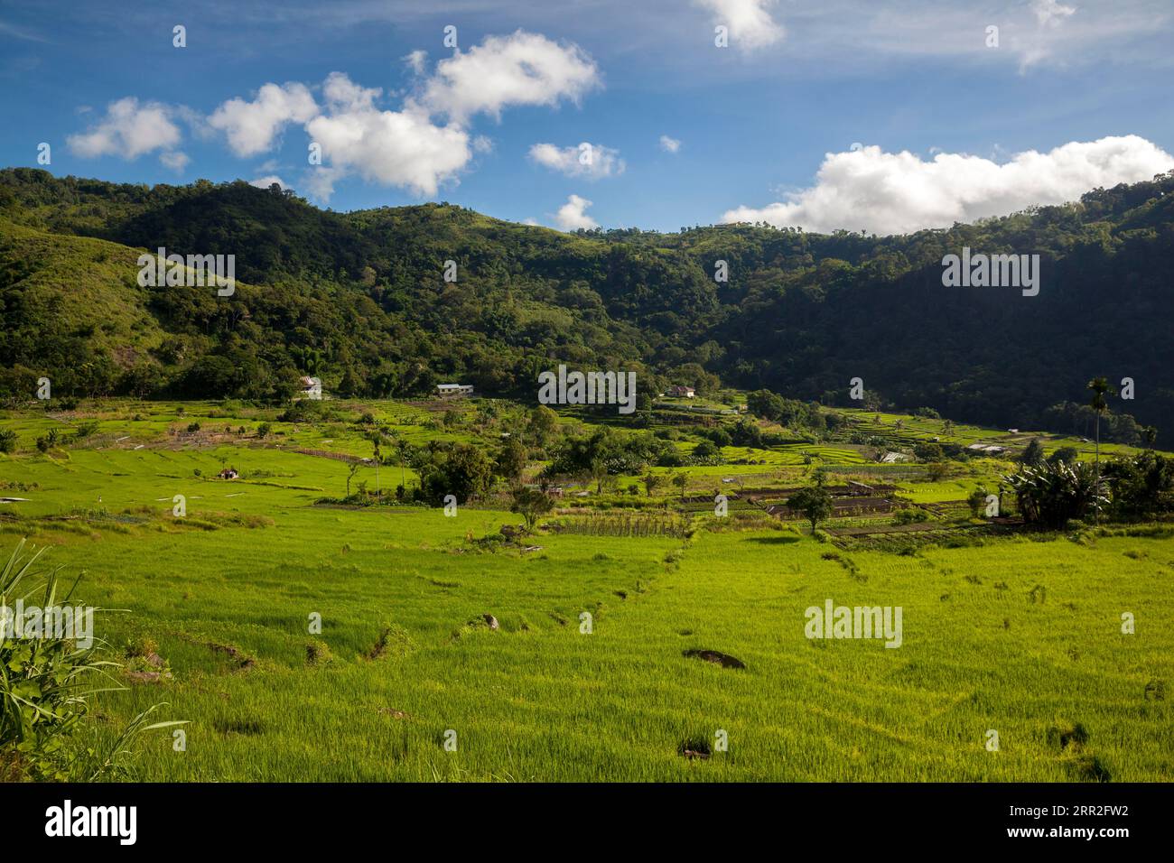 Rice Fields and Mountains, Moni, Flores, Nusa Tenggara Timur, Indonesia Stock Photo