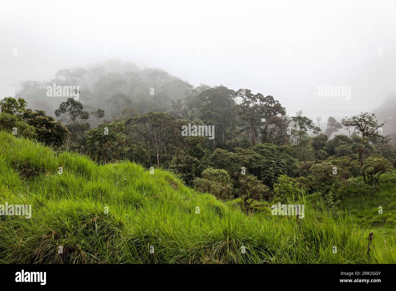 Cloud Forests of Mindo, Ecuador Stock Photo