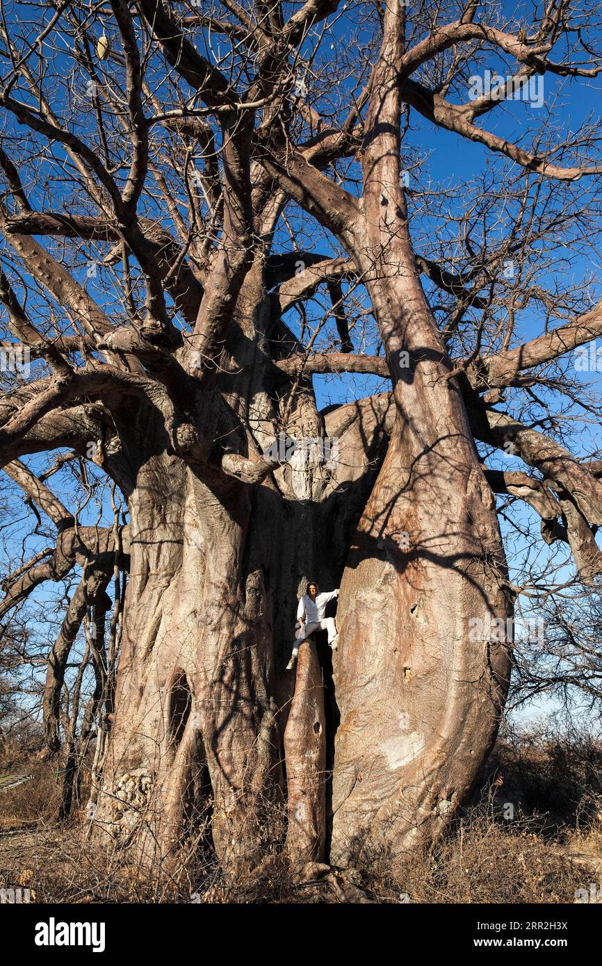 African baobab (Adansonia digitata), Baobab, Botswana Stock Photo - Alamy
