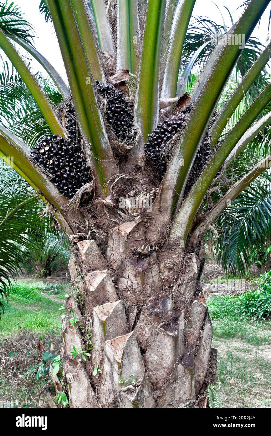 African Oil Palm Tree Hi res Stock Photography And Images Alamy African Oil Palm Tree Hi res Stock Photography And Images Alamy