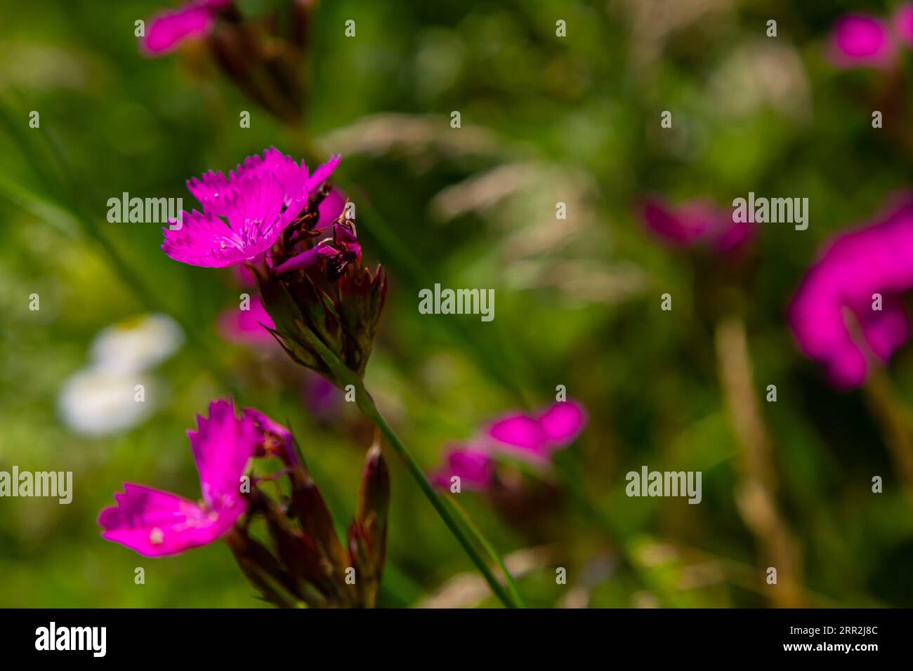 Close up small pink wildflower blossoms and stem, specifically Deptford Pink Dianthus armeria, with a meadow out of focus in the background. Stock Photo
