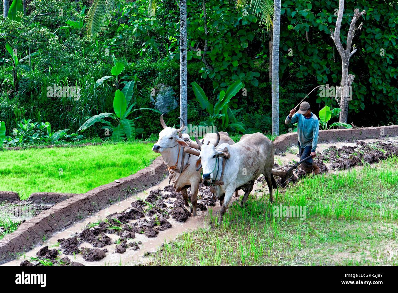 Java Indonesia Farm Java island agriculture hi-res stock photography and images - Alamy