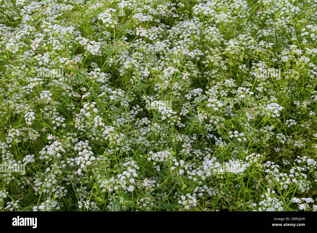 Conium maculatum, colloquially known as hemlock, poison hemlock or wild hemlock, is a highly poisonous biennial herbaceous flowering plant in the carr Stock Photo