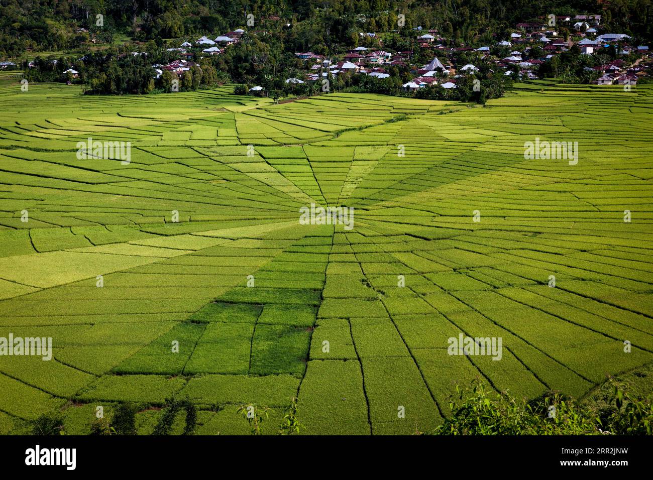 Spiderweb rice paddies, Cancar, Flores, Nusa Tenggara Timur, Indonesia Stock Photo