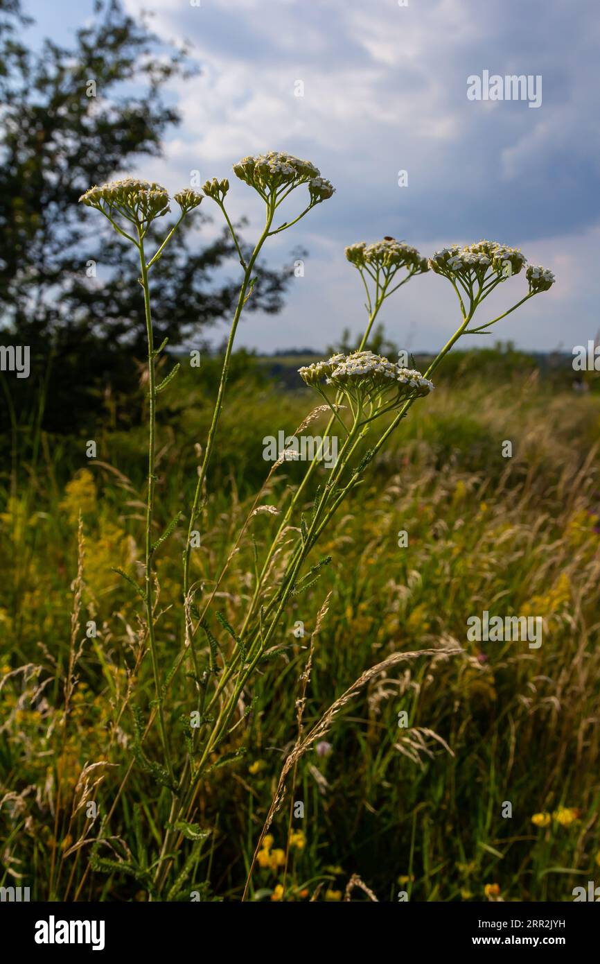 Common yarrow Achillea millefolium white flowers close up, floral background green leaves. Medicinal organic natural herbs, plants concept. Wild yarro Stock Photo