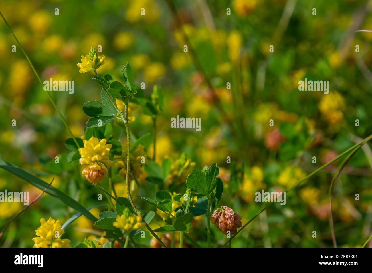 Yellow flowers of the clover. Close up. Stock Photo