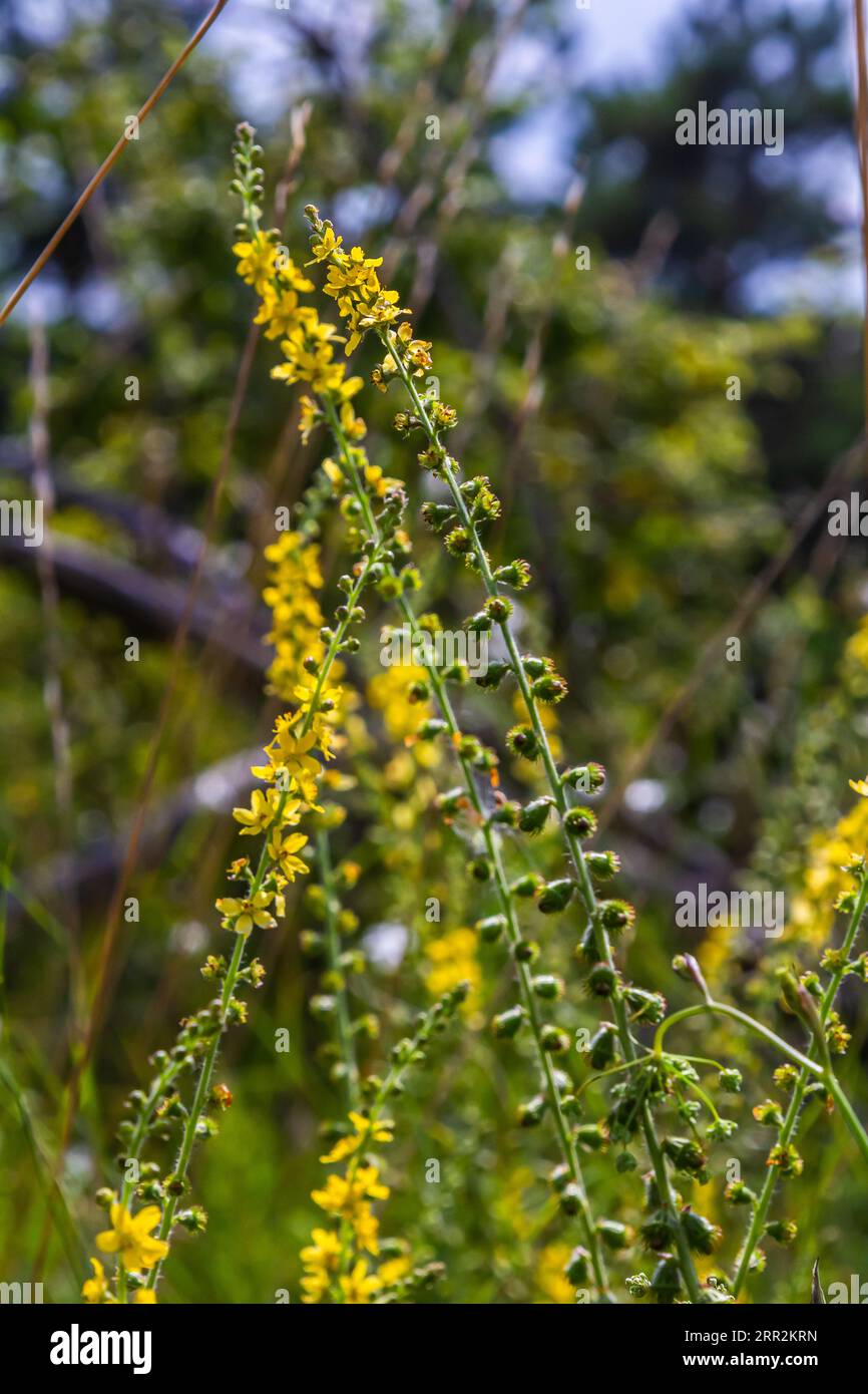 Summer in the wild among wild grasses is blooming agrimonia eupatoria. Stock Photo