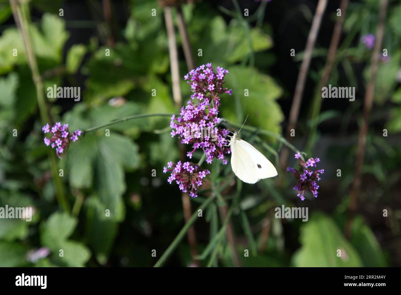 A Pieris white butterfly on a purple Verbena flower Stock Photo