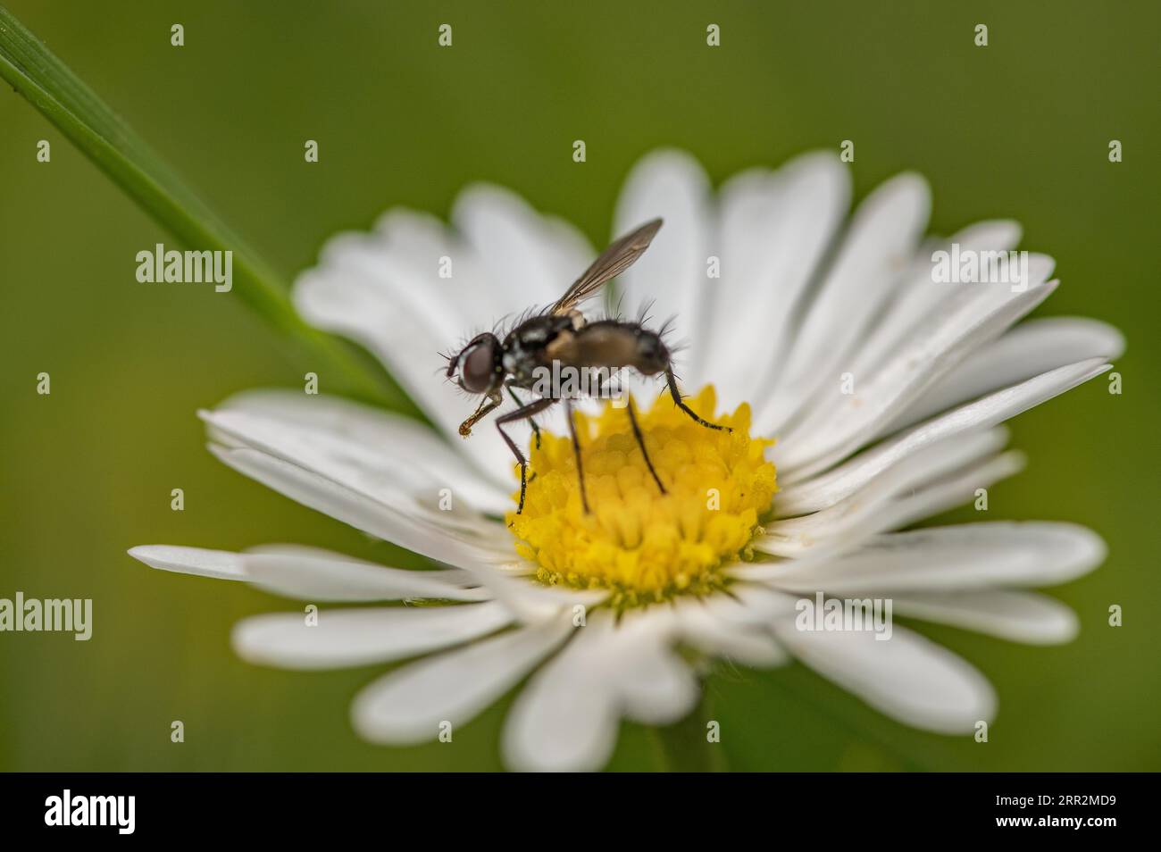 Daisy with a flower fly Stock Photo