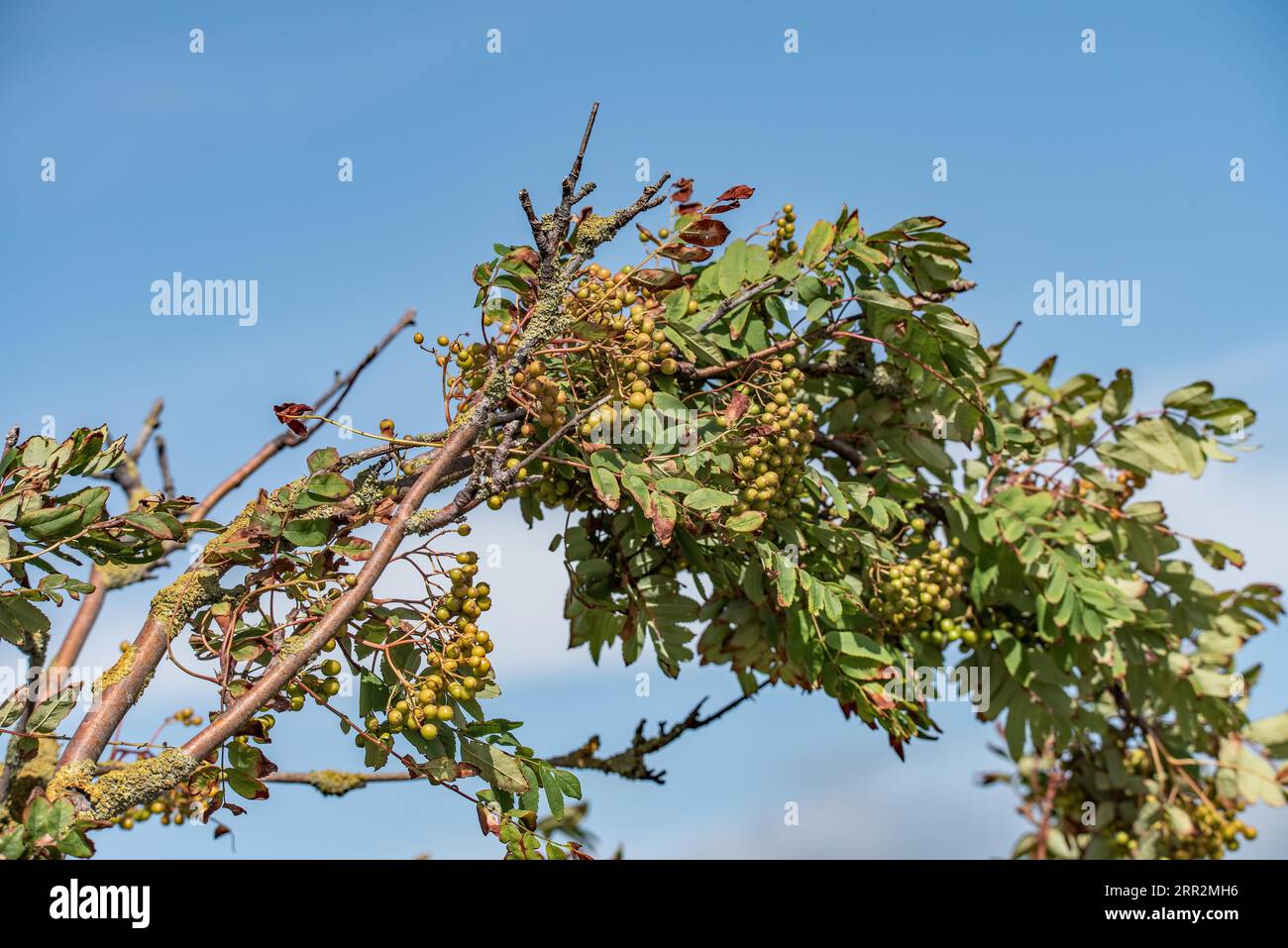 Rowan berries shrub Stock Photo
