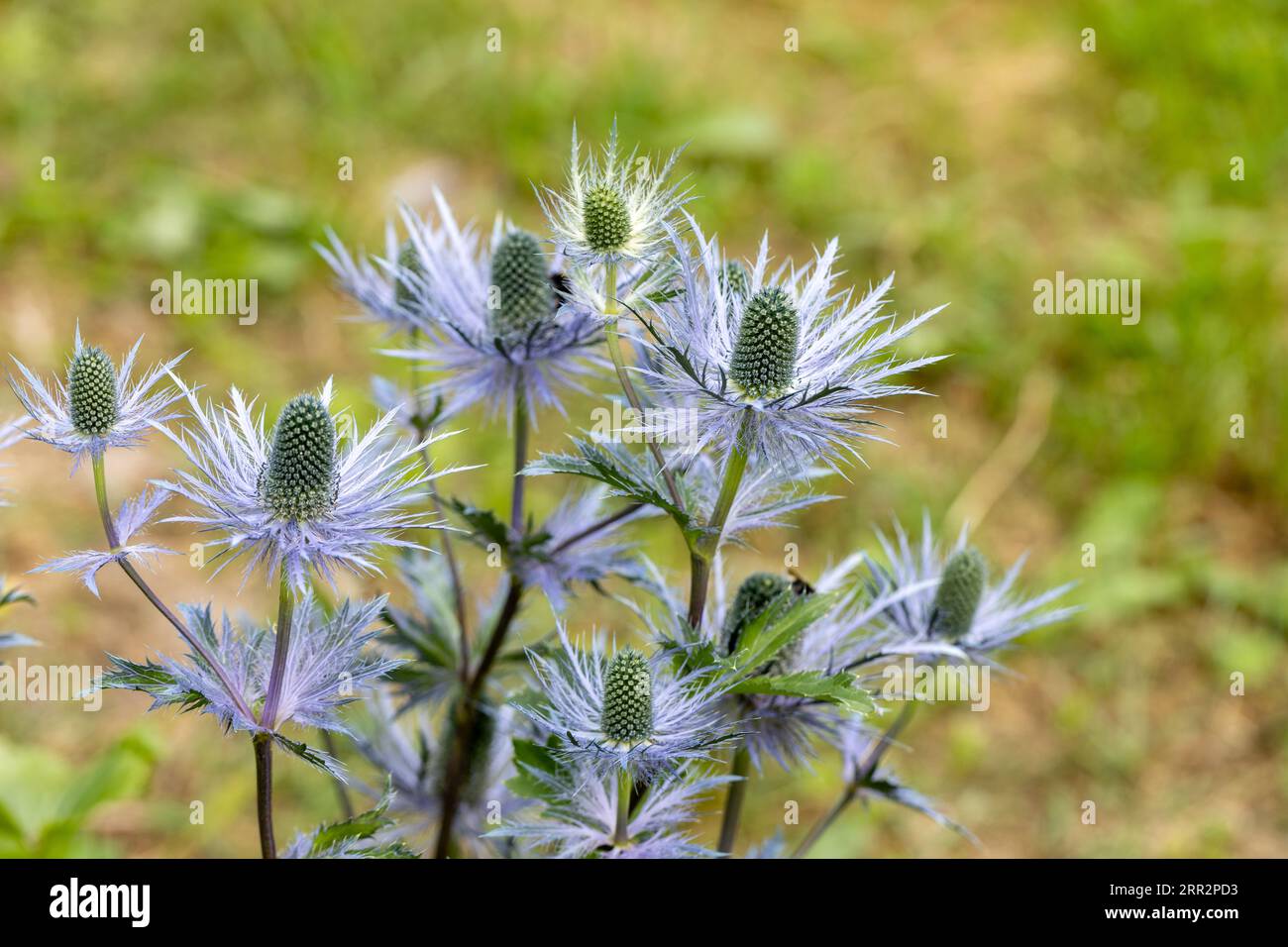 Eryngium alpinum 'Blue Jackpot' also known as Blue Sea Holly Stock Photo Alamy