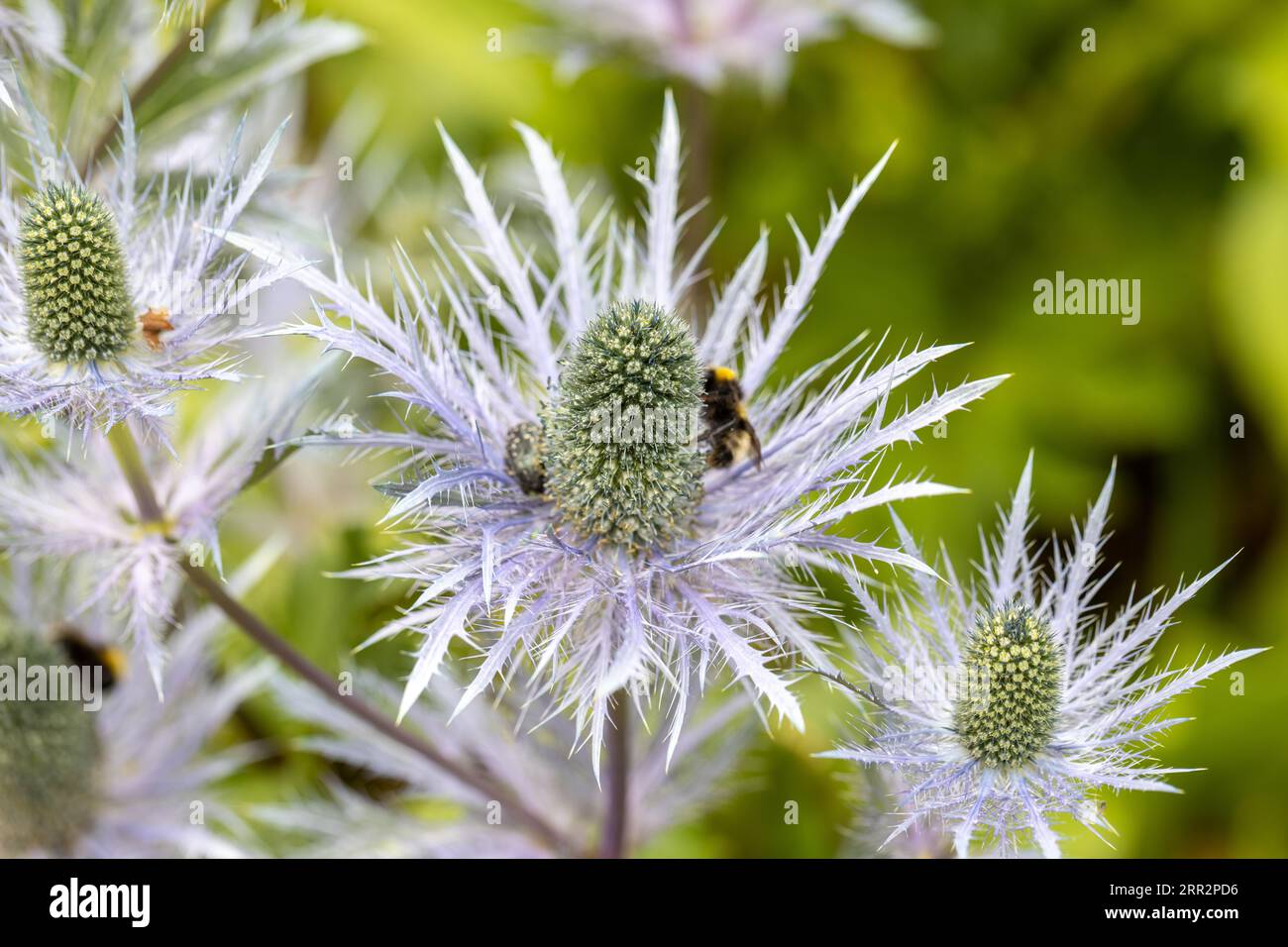 Eryngium alpinum 'Blue Jackpot' also known as Blue Sea Holly Stock Photo Alamy